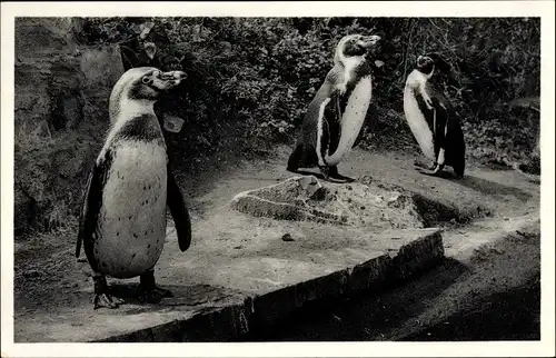 Ak Pinguine des Versandhauses Nordland in Osnabrücke