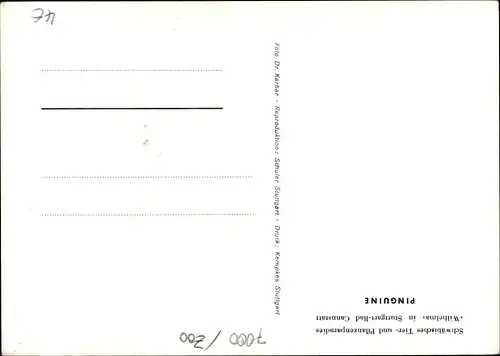 Ak Cannstatt Stuttgart in Baden Württemberg, Tier- und Pflanzenparadies Wilhelma, Pinguine