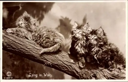 Ak Lying in the Wait, drei kleine getigerte Katzen mit langem Fell auf einem Ast