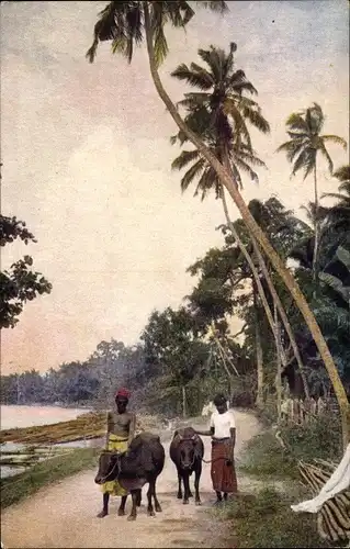 Ak Sri Lanka Ceylon, Wegpartie am Flussufer, Singhalesen mit Rindern