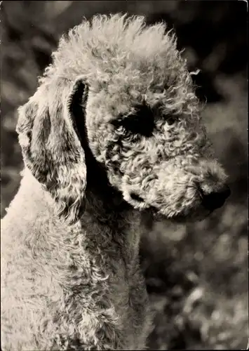 Ak Hundeportrait von einem Bedlington Terrier, Schnauze