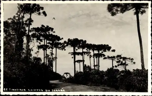 Foto Ak Brasilien, Pinkeiros Campos do Jordao, Auffahrt