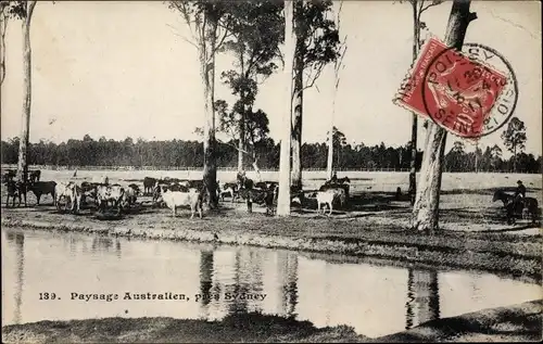 Ak Sydney Australien, Paysage australien, Rinderherde am Wasser