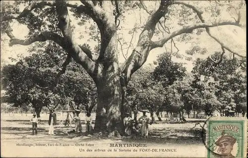 Ak Fort de France Martinique, Un des arbres de la Savane, Baum