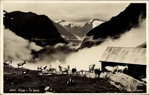 Ak Norwegen, fra fjellet, Ziegenherde an einer Hütte auf dem Berg