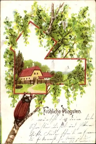 Ak Glückwunsch Pfingsten, Maikäfer auf einem Birkenast, Frühlingsidylle