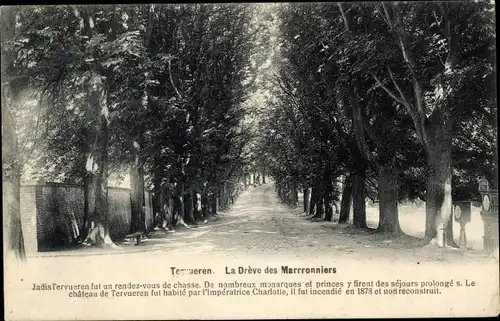 Ak Tervueren Flämisch Brabant, La Drève des Marronniers, Blick in die Allee