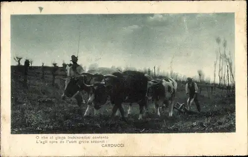 Ak Rinderpflug bei der Feldarbeit, Bauern, Landwirtschaft