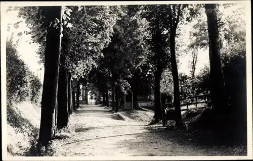 Foto Ak Rüthen im Kreis Soest Nordrhein Westfalen, Straßenpartie, Alleebäume, Eingangstor