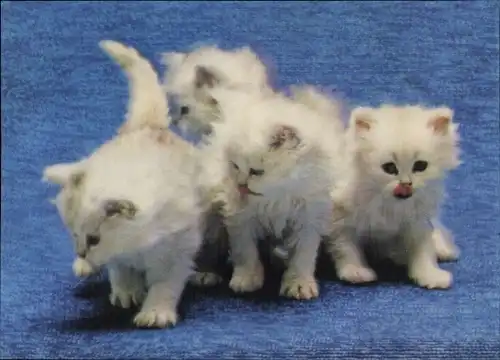 3 D Ak Kittens, Hauskatzen, Kätzchen, Katzenkinder, Weißes Fell, Langhaar