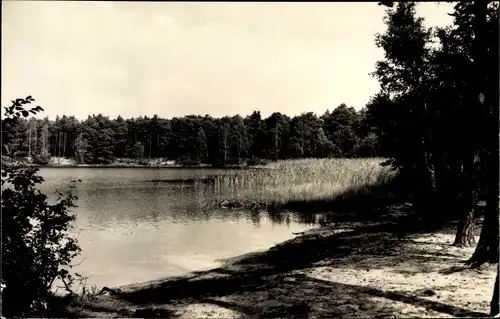 Ak Gräbendorf Heidesee in Brandenburg, Waldpartie am Frauensee