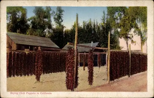 Ak California Kalifornien USA, Drying Chili Peppers, Trocknende Chilischoten