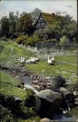 Ak Photochromie, Nenke und Ostermaier 81 1968, Gänse auf einer Wiese, Fluss, Bauernhaus