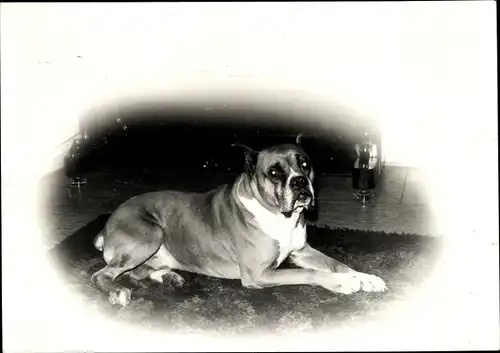 Foto Liegender Boxer Hund, Portrait, Rassehund