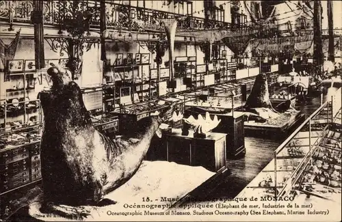 Ak Monaco, Musée Oceanographique, Meeresforschungsmuseum, Seeelefant, Exponate, Ausstellungsraum