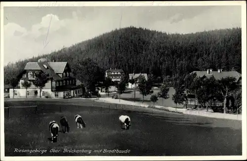 Ak Brückenberg b. Krummhübel Riesengebirge Schlesien, Brodbaude, Kühe