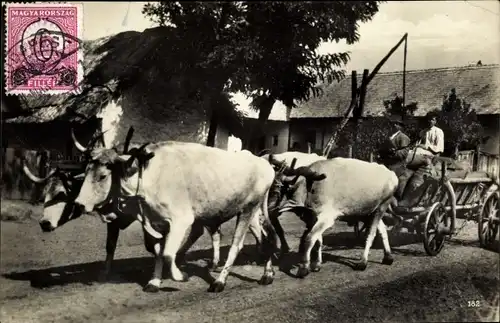 Ak Ungarn, Vierer Ochsenzug, Männer auf einem Rinderkarren vor einem Brunnen
