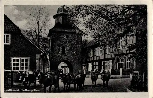 Ak Stolberg Südharz, Blick zum Rittertor mit Kuhherde