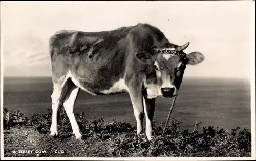 Ak Jersey Cow, Blick auf eine angeleinte Kuh auf einer Wiese