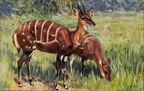 Künstler Ak Winkler, F., Schirr Antilopen, Tragelaphus scriptus Pall., Westafrika