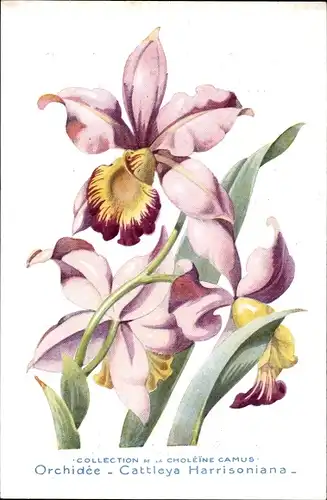 Künstler Ak Orchidée, Cattleya Harrisoniana, Orchidee