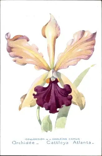 Künstler Ak Orchidée, Cattleya Atlanta, Orchidee