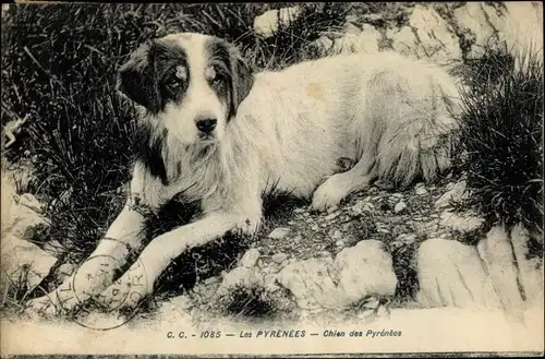 Ak Les Pyrenees, Chien de Montagne des Pyrenees, Pyrenäenberghund, liegend