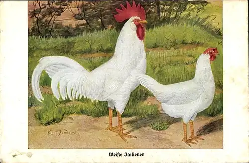 Künstler Ak Zander, Kurt, Weiße Italiener, Hühner, Hahn und Henne