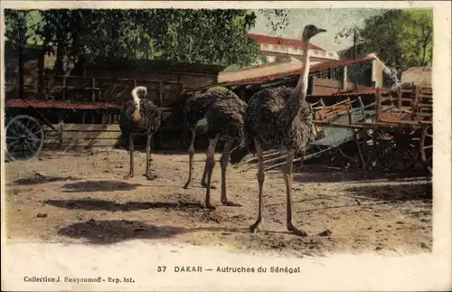 Ak Dakar Senegal, Autruches, Vogelstrauße