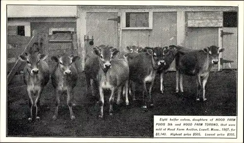 Ak Eight helfer calves, daughters of Hood Farm Pogis 9th, Hood Farm Toronto,Hoof Farm Auction Lowell