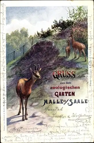 Künstler Litho Zimmermann, Carl, Halle an der Saale, Zoologischer Garten, Gämse 