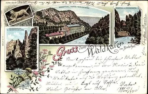 Litho Thale im Harz, Gruß vom Waldkater, Altes Relief, Hirschgrund