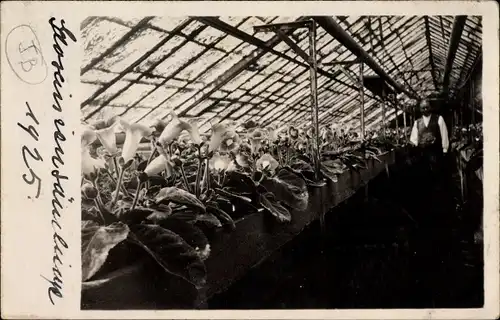 Foto Ak Glosciniensämlinge in einem Glashaus, Gärtner