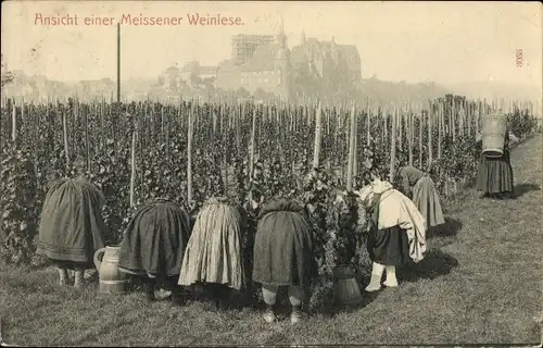 Ak Meißen in Sachsen, Ansicht einer Meißener Weinlese, Frauen bei der Ernte, Albrechtsburg