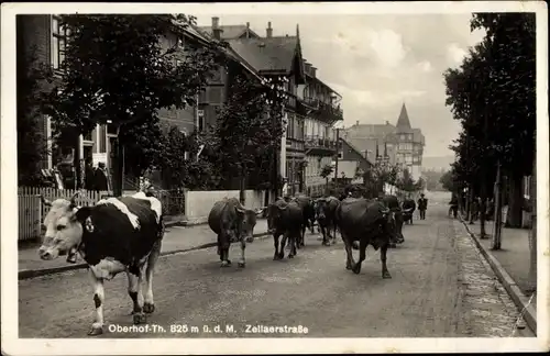 Ak Oberhof im Thüringer Wald, Zellaer Straße, Viehtrieb