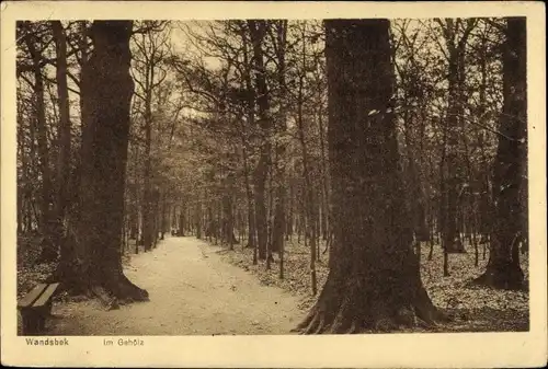 Ak Hamburg Wandsbek, Partie im Wald, Blick auf den Waldweg