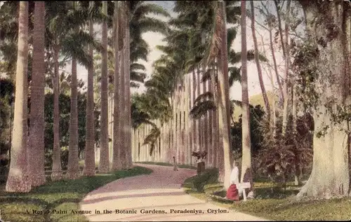 Ak Peradeniya Ceyon Sri Lanka, Royal Palm Avenue in the Botanic Gardens