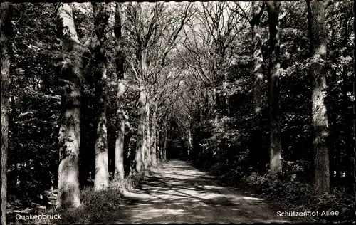 Ak Quakenbrück in Niedersachsen, Blick auf die Schützenhof Allee, Waldpartie