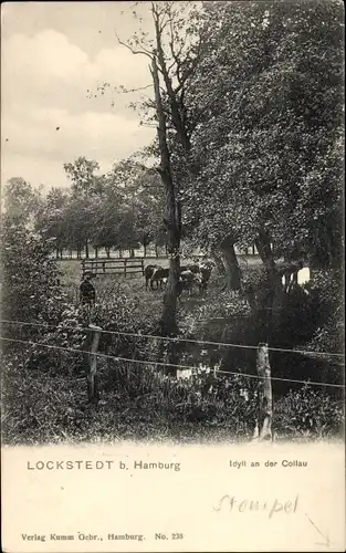 Ak Hamburg Eimsbüttel Lokstedt, Idyll an der Collau, Kühe auf der Weide