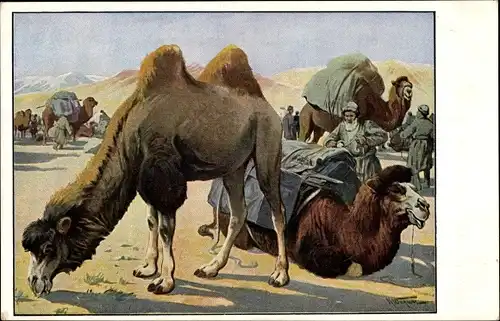 Künstler Ak Kamele, Wüstenkarawane, Meinholds Tierbilder