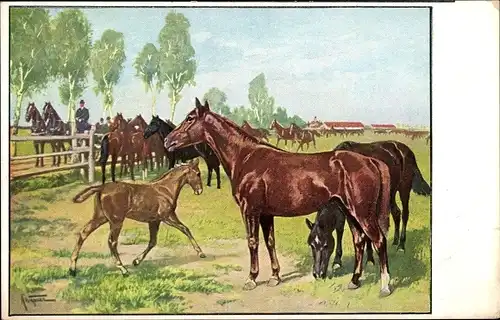 Künstler Ak Pferde auf einer Koppel, Fohlen, Meinholds Tierbilder