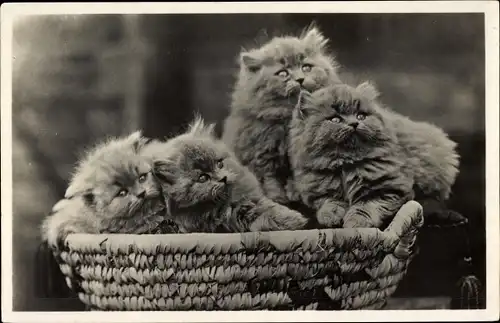 Ak Vier Katzen im Korb, Kätzchen