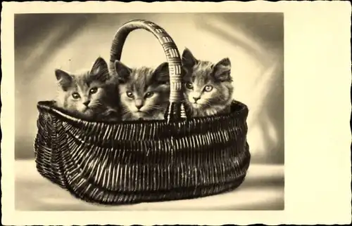 Ak Drei Katzen in einem Korb sitzend, Kätzchen