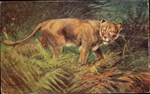 Künstler Ak Lioness, Löwin, Raphael Tuck & Sons No. 8785