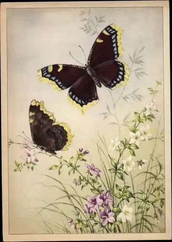 Künstler Ak Zwei Schmetterlinge, Schwarz gelbe Flügel