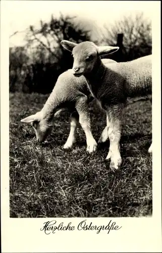 Ak Glückwunsch Ostern, Zwei Lämmer auf der Wiese