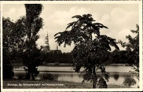 Ak Zwickau in Sachsen, Schwanenteich mit Marienkirche