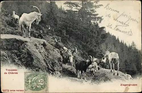 Ak Troupeau de Chèvres, Ziegengruppe, Ziegen an einem Berghang