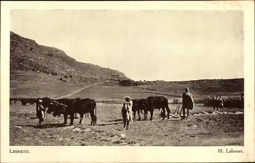 Ak Lesotho, Labours, Kuhgespann, Feldarbeiter, Société des Missions Évangéliques