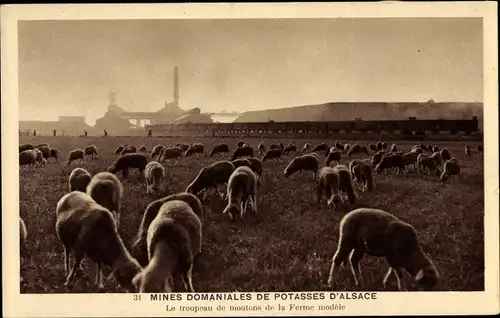 Ak Mines de Potasse d'Alsace, Le troupeau de moutons de la ferme modèle, Schafherde, Bergwerk 